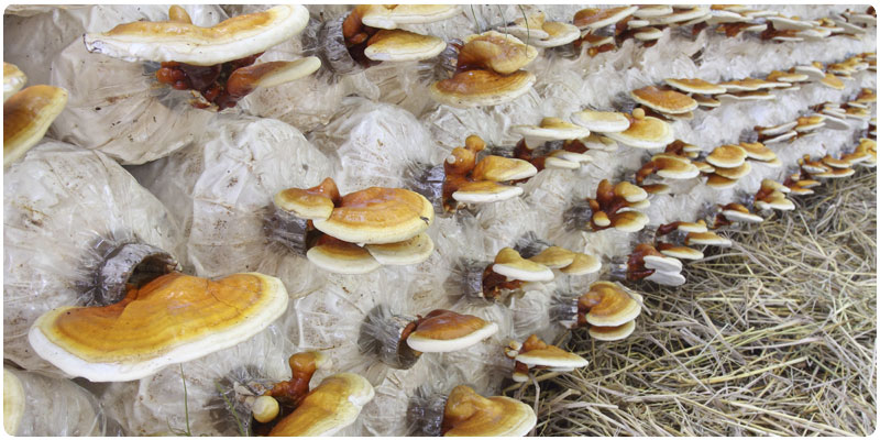 Coltivazione dei funghi